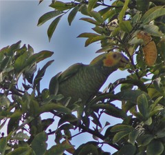 Alipiopsitta xanthops