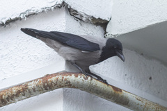 Corvus cornix