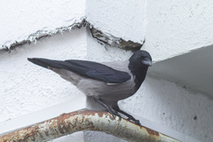 Corvus cornix