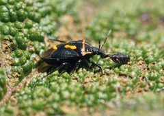 Comperocoris roehneri