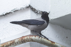 Corvus cornix