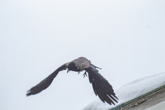 Corvus cornix