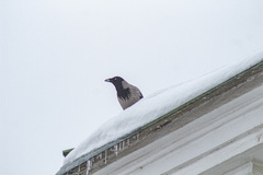 Corvus cornix