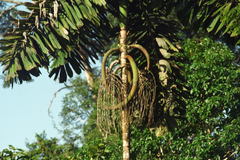 Iriartea deltoidea