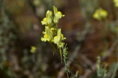 Linaria caesia