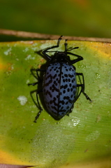 Cypherotylus stillatus