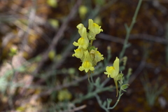 Linaria caesia
