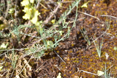 Linaria caesia