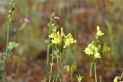 Linaria caesia