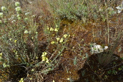 Linaria caesia