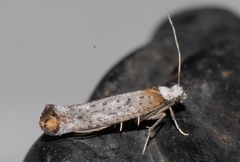 Pseudoswammerdamia combinella