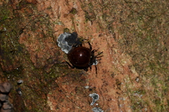 Corynomalus rufipennis