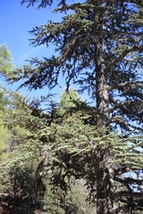 Cedrus brevifolia