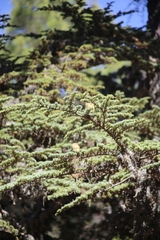 Cedrus brevifolia