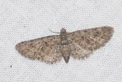 Eupithecia cocciferata