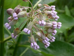Asclepias exaltata × syriaca