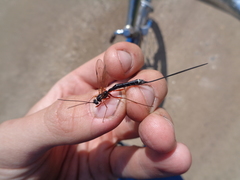 Rhyssella approximator