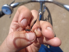 Rhyssella approximator