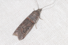 Acrobasis obliqua