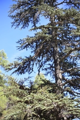 Cedrus brevifolia