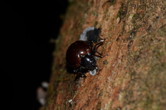 Corynomalus rufipennis