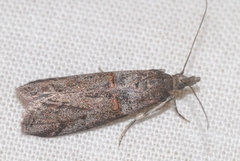 Acrobasis obliqua