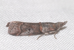 Acrobasis obliqua