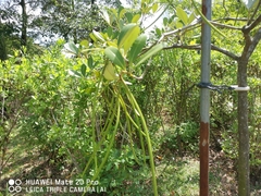 Alstonia spatulata