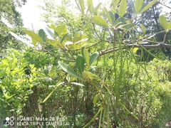 Alstonia spatulata