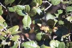 Quercus alnifolia