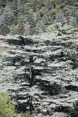 Cedrus libani