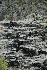 Cedrus libani