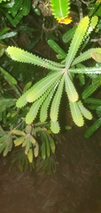 Banksia aemula