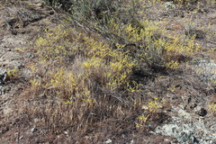 Dudleya multicaulis