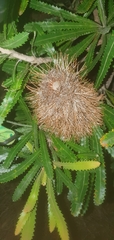 Banksia aemula