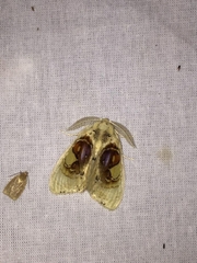 Arrhenophanes perspicilla