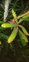 Banksia aemula