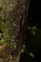 Glomeridesmida