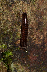 Glomeridesmida