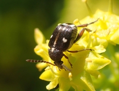 Serratobruchidius