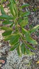 Pithecellobium keyense