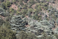 Cedrus libani
