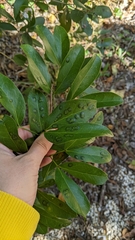 Pithecellobium keyense