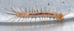 Gosibius monicus