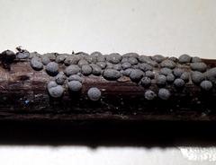 Polyschismium chailletii