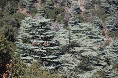 Cedrus libani