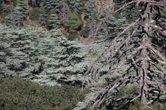 Cedrus libani