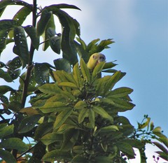 Alipiopsitta xanthops