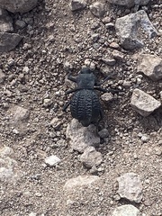 Philolithus aegrotus