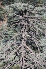 Cedrus libani
